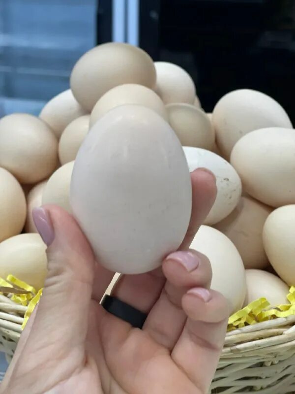 Курица несет яйцо с двумя желтками. Двойной желток в яйце. Цыплята с двухжелтковых яиц. Какая порода кур несет двухжелтковые яйца. Размеры яйца перепелки.