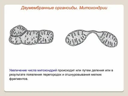 Двумембранные органоиды