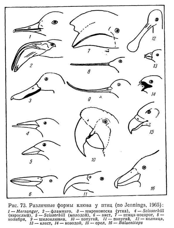 Разнообразие клювов. Форма клюва и Тип питания. Строение клюва и Тип питания. Типы клювов у птиц. Клювы птиц по типу питания.