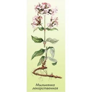 Мыло какой корень