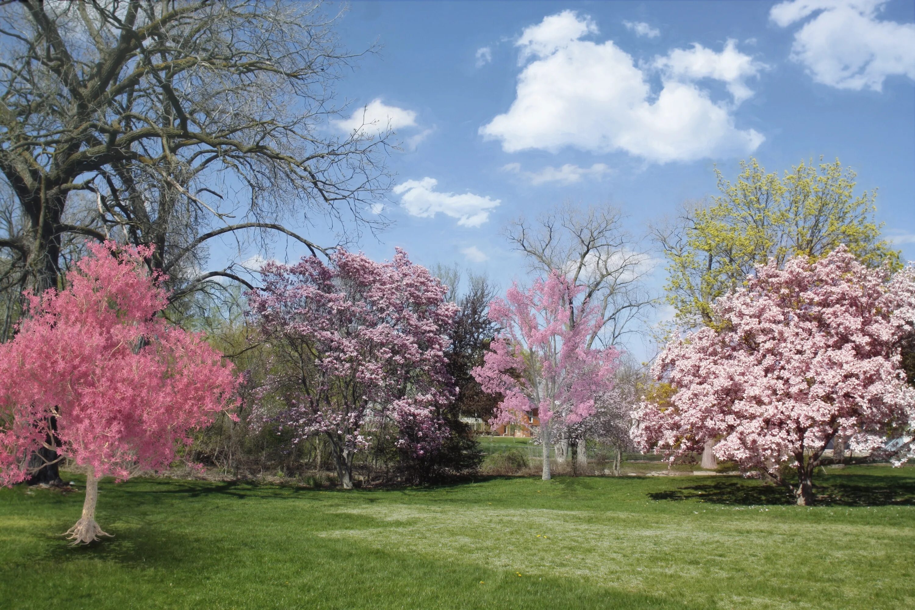 Spring trees