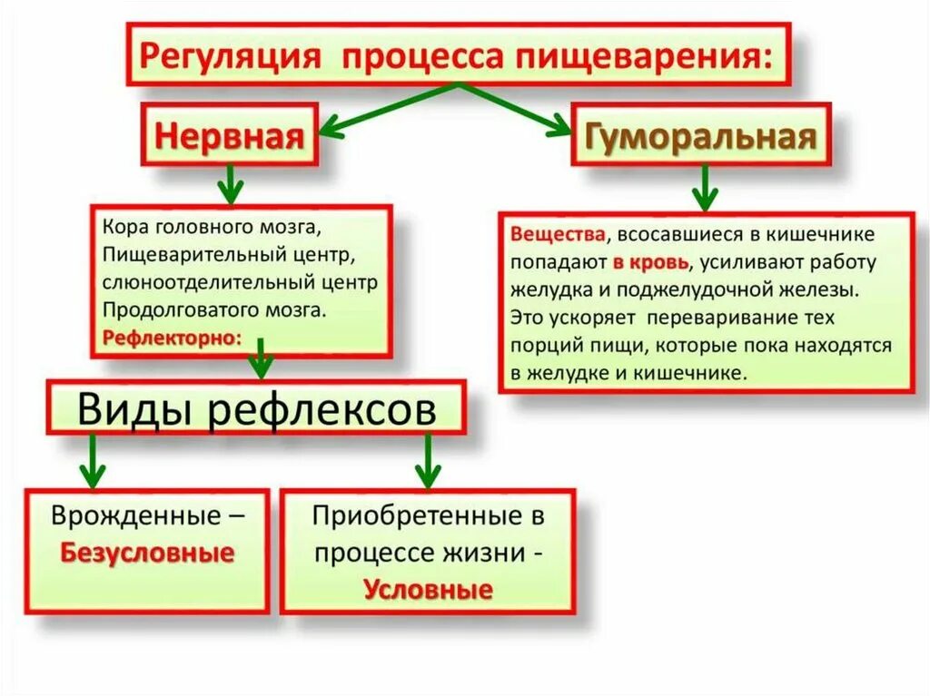 Нервная регуляция пищеварительной системы. Регуляции пищеварения конспект 8 класс биология. Особенности нервной регуляции пищеварения. Нейро-гуморальная регуляция функции пищеварительных желез. Нервная и гуморальная регуляция пищеварения.