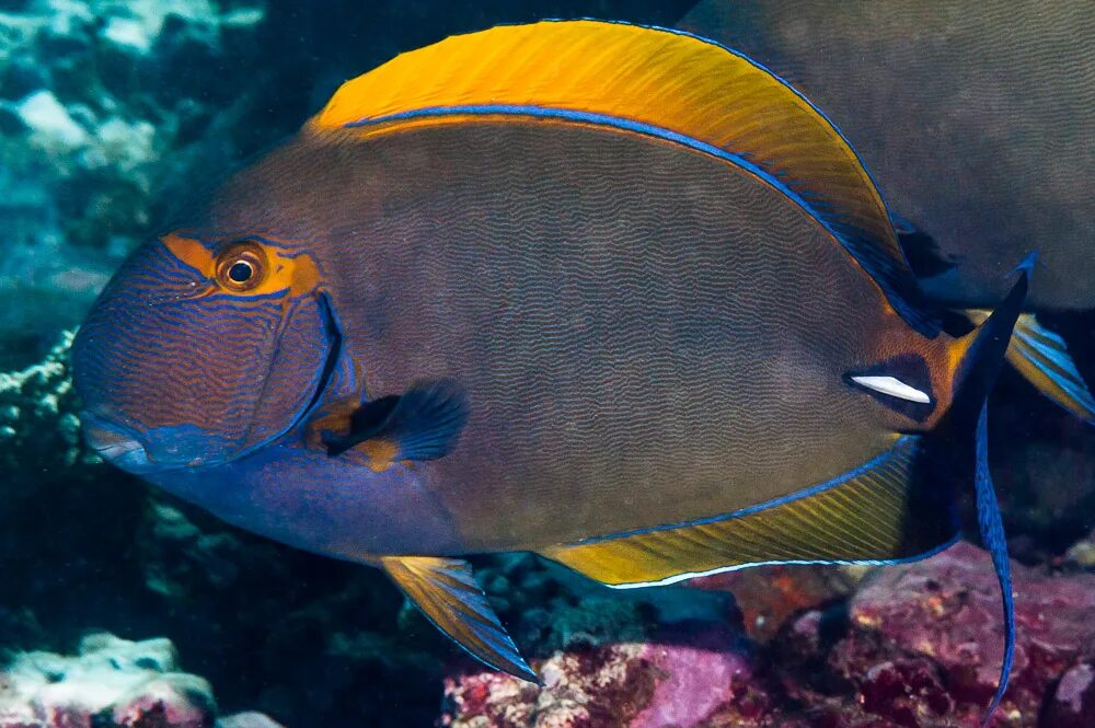 Рыба хирург почему. Acanthurus dussumieri. Acanthurus blochii. Хирург белощекий золотоплавничный, m/ Acanthurus nigricans(Acanthurus glaucopareius). Золотоспинный хирург Acanthurus nigricans.