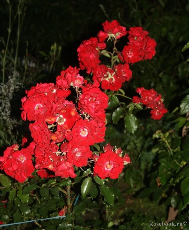 роза roter drache. ротер корсар энциклопедия. почвопокровные вег дер зинне (weg der sinne). роза драга флайя. роза шраб roter korsar.