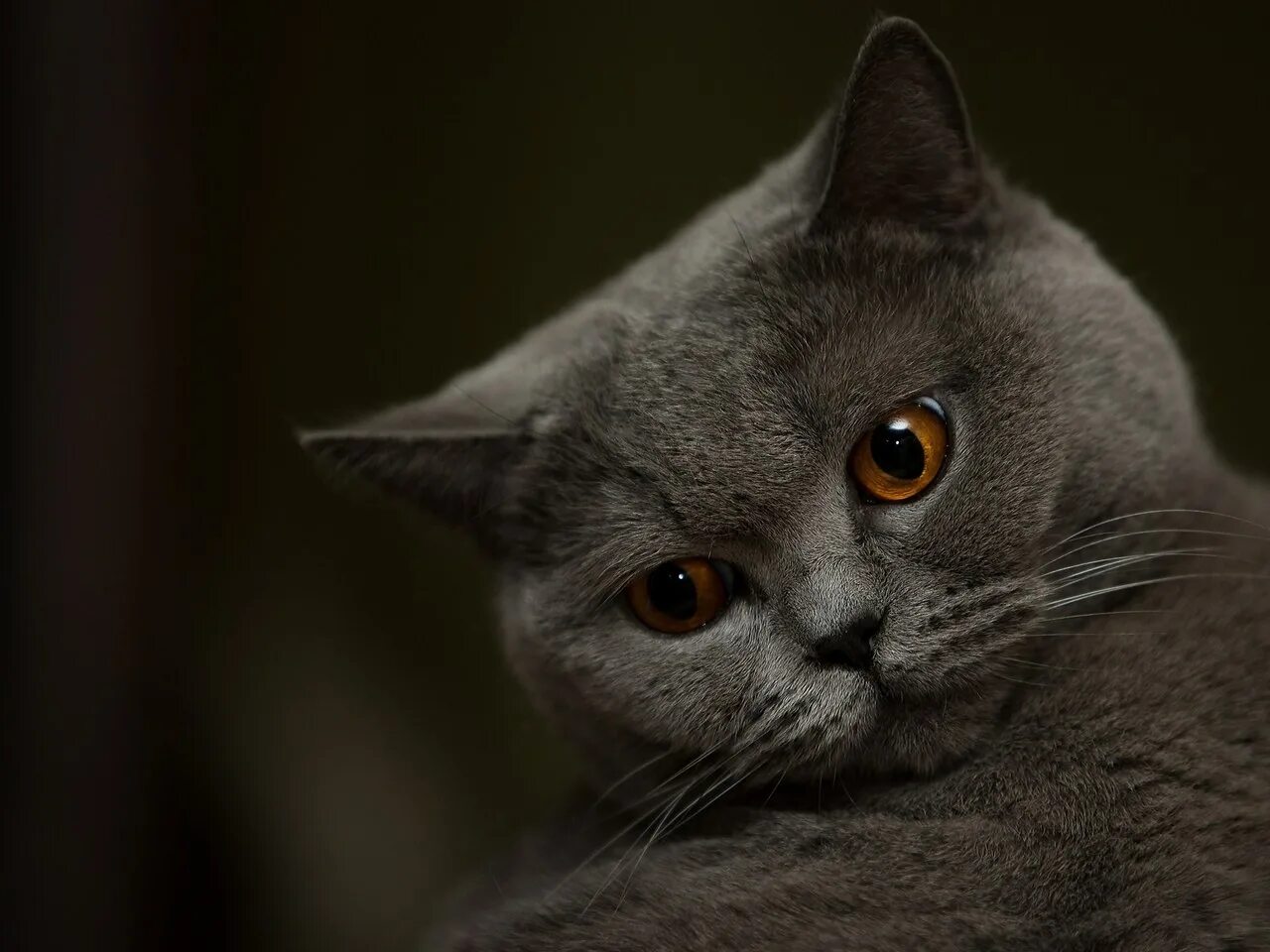 Британская короткошёрстная кошка. Шотландский кот прямоухий. Британец серый. Британский короткошерстный кот серый с карими глазами.