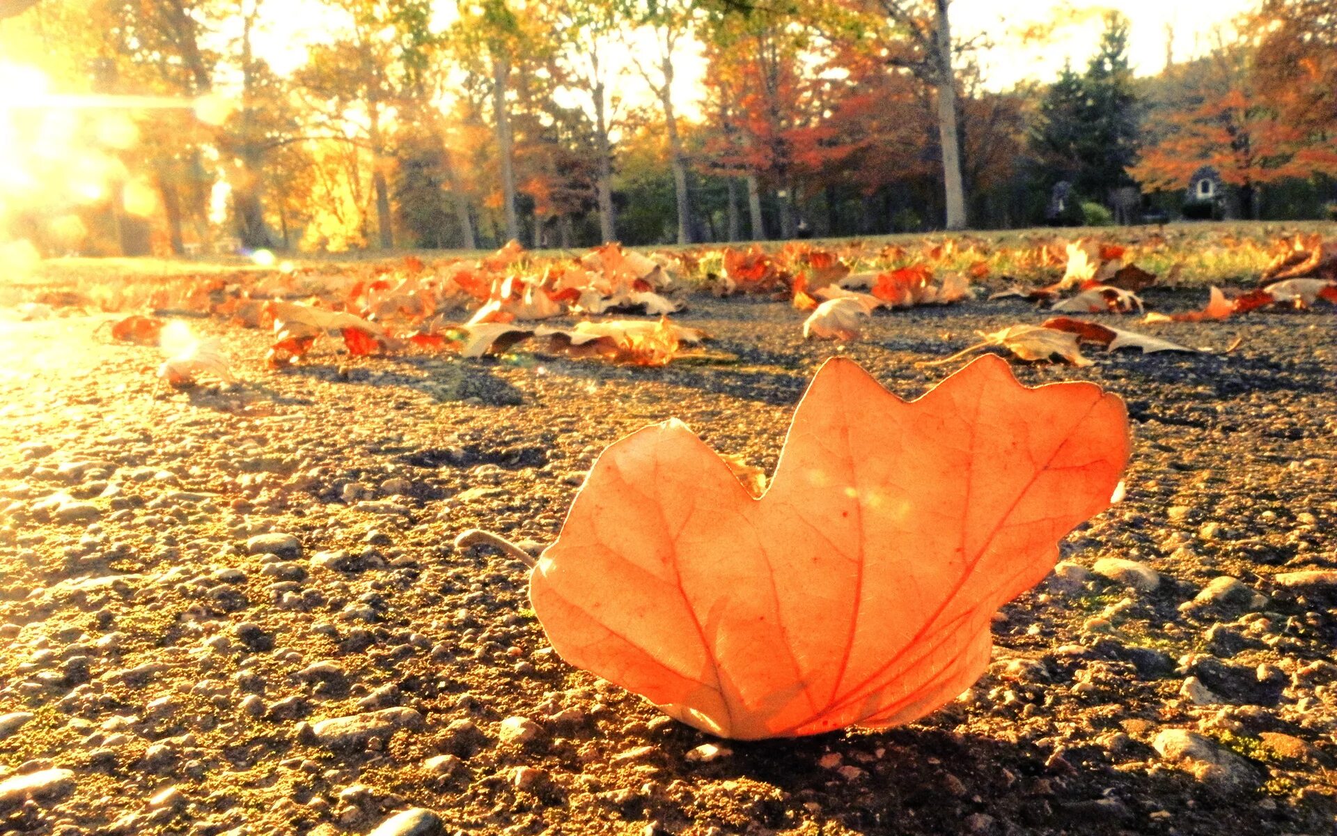 Осень листья. Опавшая листва. Осеннее настроение. Осенние листья на земле. Даже самой теплой осенью листья