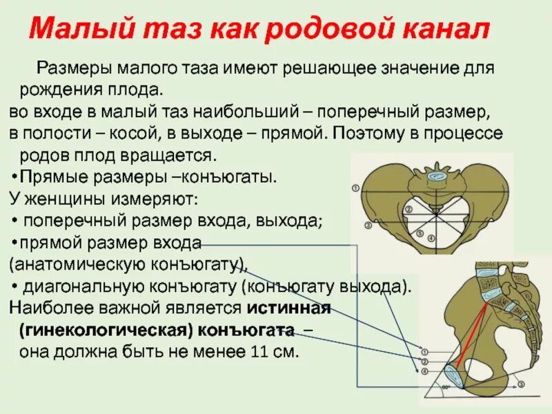 Поперечный таз. Малый таз пограничная линия. малый таз. размеры малого таза. большой и малый таз.