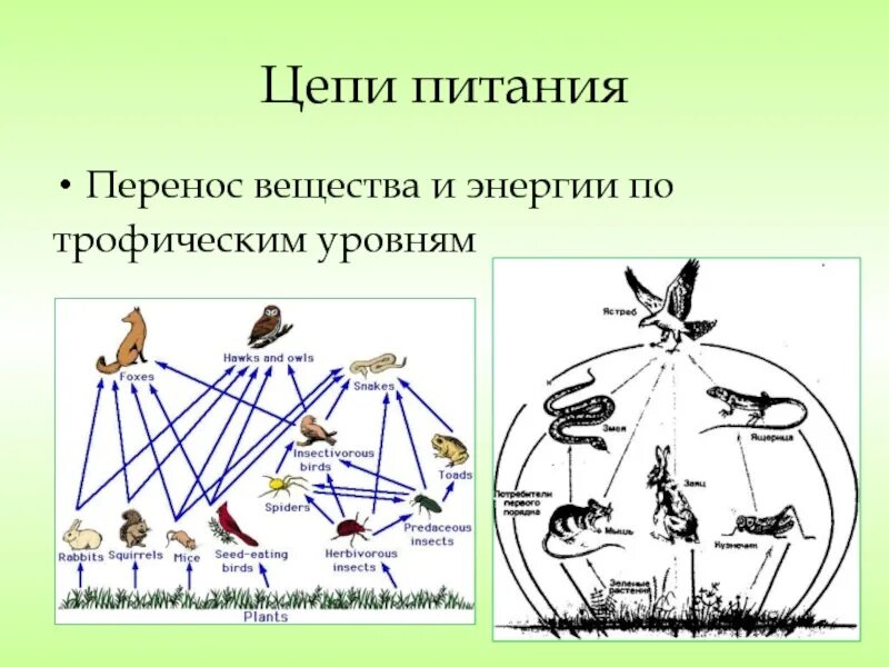 Из предложенного списка составить трофическую сеть