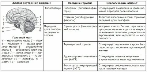 Эндокринная система тест огэ