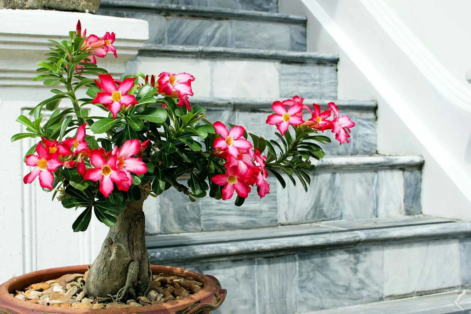 Адениумы mix (лат. Adenium) СЕМЕНА 10шт + подарок AliExpress