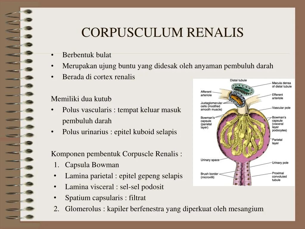 Pelvis renalis. Renalis перевод с латинского. Extremitas inferior renalis. Renalis перевод с латинского. Sinus renalis анатомия.