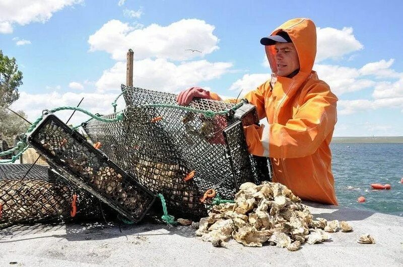 Устричная ферма крымские морепродукты. Мидийно-устричная ферма в Крыму. Ферма устриц в Крыму.