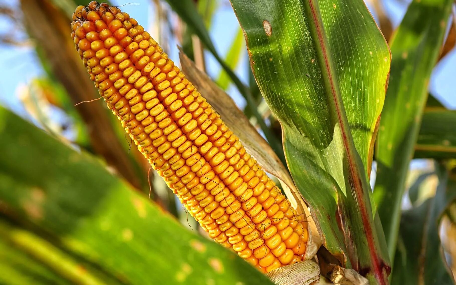 Кукуруза относится к группе. Пленчатая кукуруза. Андромеда семена кукурузы. Росс 199 МВ кукуруза. Гибрид кукурузы п7043.