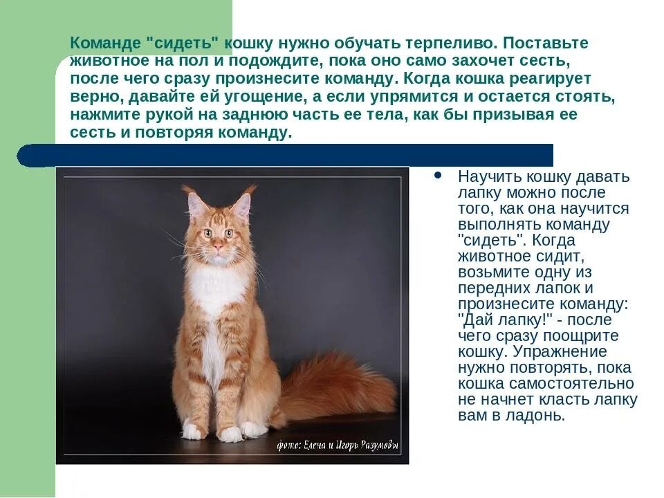 Как научить кошку. Как научить кошку команде сидеть. обучение кота командам. команды для кошек. команда котов.