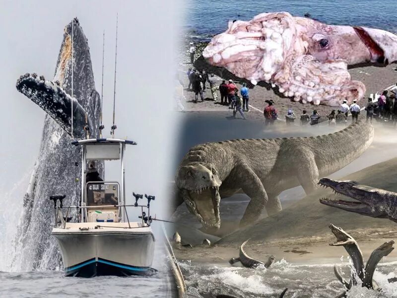 Нападение гигантского. Гиганты будущего животные. Набор гигантских китов. Реальные кадры в море больших животных.