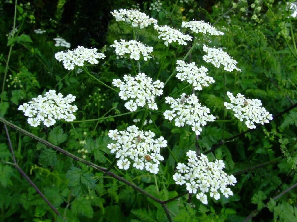 Рисовый сорняк сканворд 5. Oenanthe crocata. Растение Oenanthe crocata. Омежник шафрановый. Oenanthe crocata ядовитое растение.