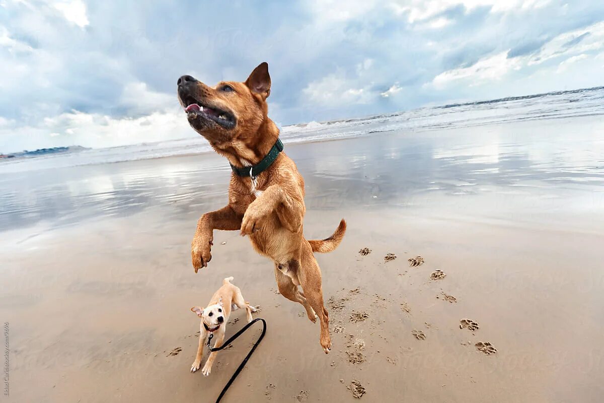 Собака прыгает. Собака в движении. Пес в прыжке. Щенок в прыжке. My dog can jump