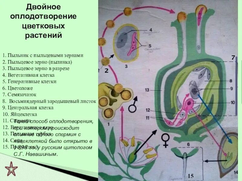 Описание двойного оплодотворения. Двойное оплодотворение. Двойное оплодотворение у цветковых. Схема двойного оплодотворения у цветковых растений. Оплодотворение у цветковых растений.