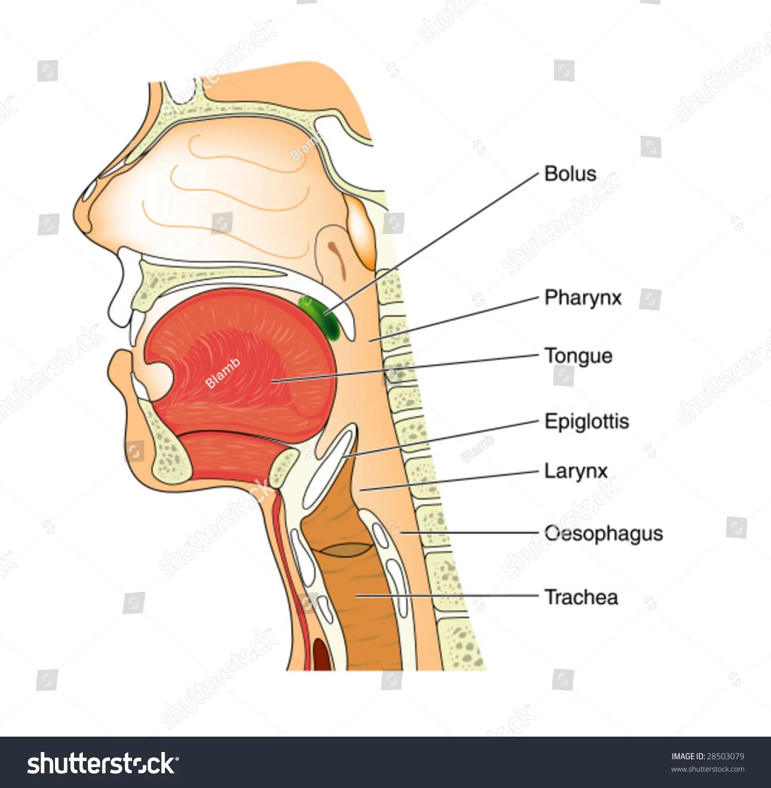 Maxilla: Over 510 Royalty-Free Licensable Stock Vectors & Vector Art Shutterstoc
