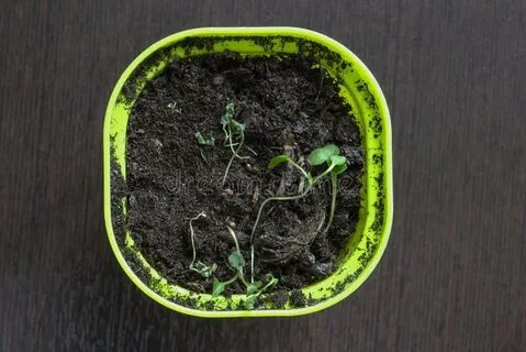 Почему рассада синеет