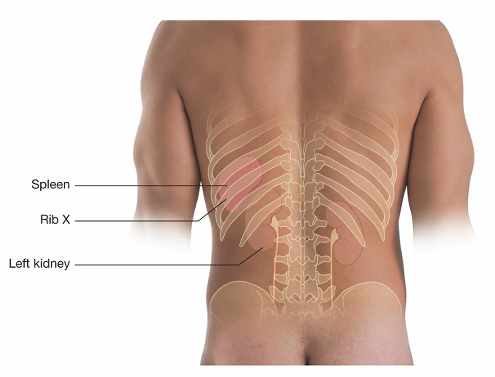 Болит спина ниже ребер. Расположение почек. Расположение почек со спины. Где находятся почки.