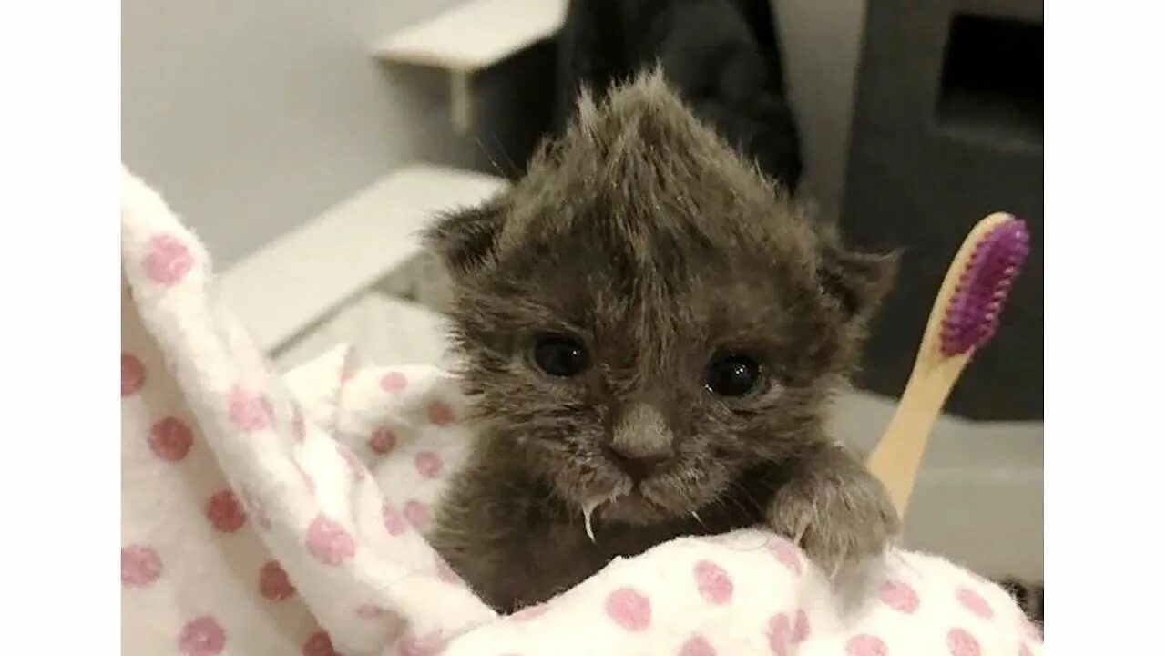 Малюсенькие котята. Включи маленький котенок который. Включи маленький котенок который. Смешные котята. Крошечный котенок.