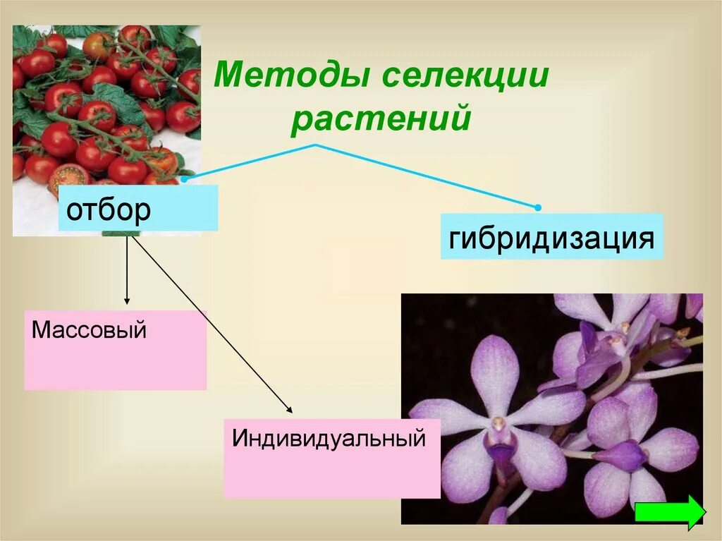 Гибридизация культур. Методы селекции отбор и гибридизация. Гибридизация в селекции. Гибридизация метод селекции. Методы гибридизации в селекции.