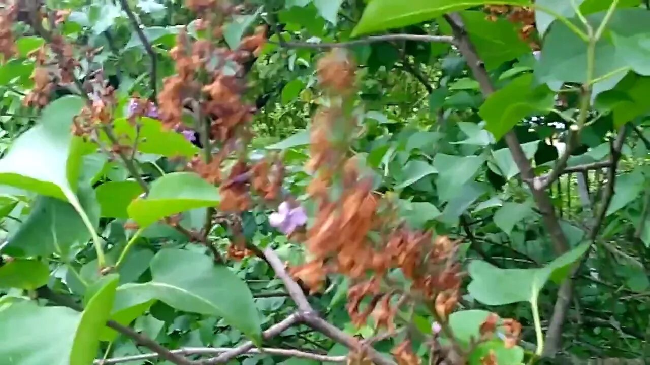 Лилии после цветения. Обрезать лилии после цветения. Обрезать отцветшие розы. Монилиоз листьев вишни. Обрезать розы.