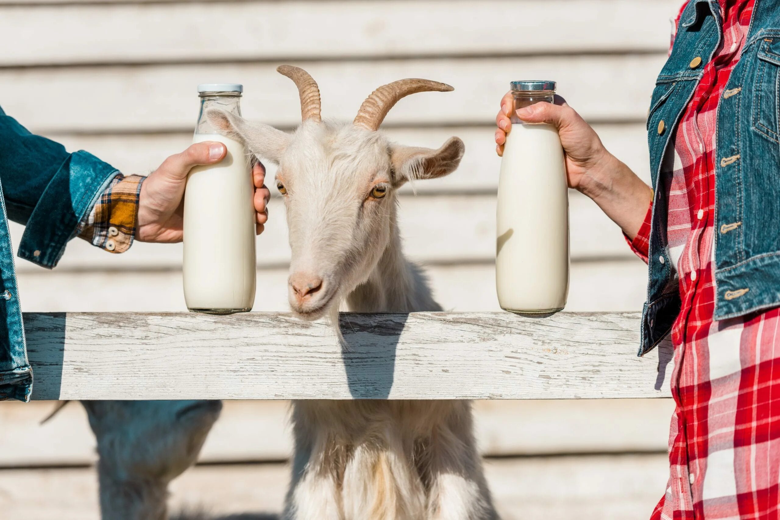 Сколько пить козьего молока. Шайни Goat. Козье молоко. Коза молоко. Коза и козье молоко.