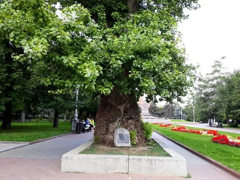 Tree heroes