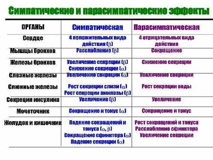 Сравнение отделов вегетативной нервной системы