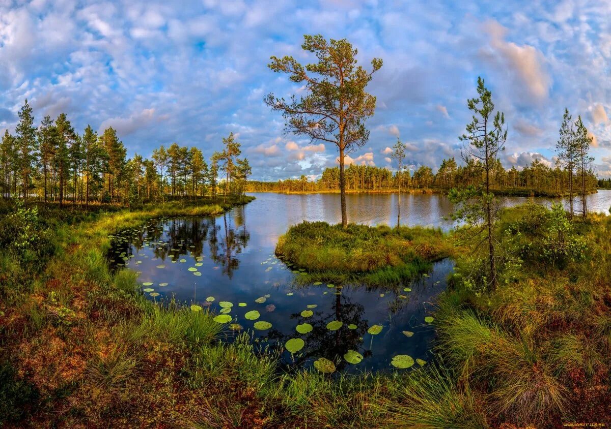 Дикая ленинградская область. Фёдор Лашков фотограф река.