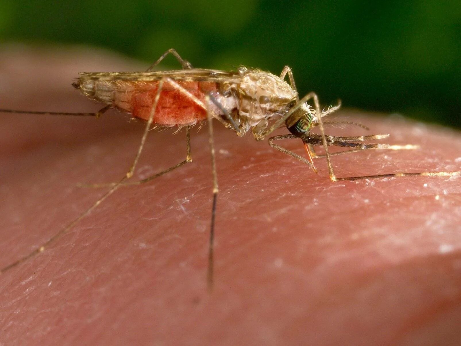 Укус малярии. Малярийный Москит анофелес. Малярийный комар большой. Малярийный комар кусается.
