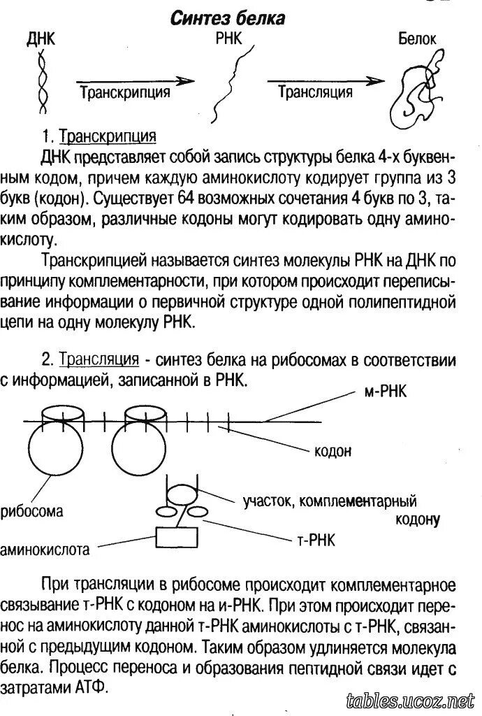 Биосинтез белка тест. Схема транскрипции синтеза белка. Синтез белков биология 9 класс таблица. Этапы синтеза белка транскрипция и трансляция таблица. Этапы биосинтеза белка транскрипция и трансляция таблица.