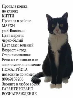 Как назвать белую кошку девочку красиво