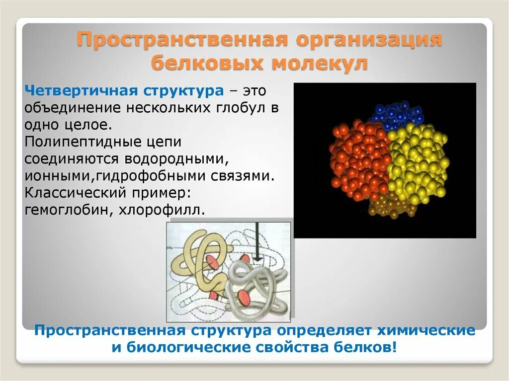 Пространственные молекулы белков