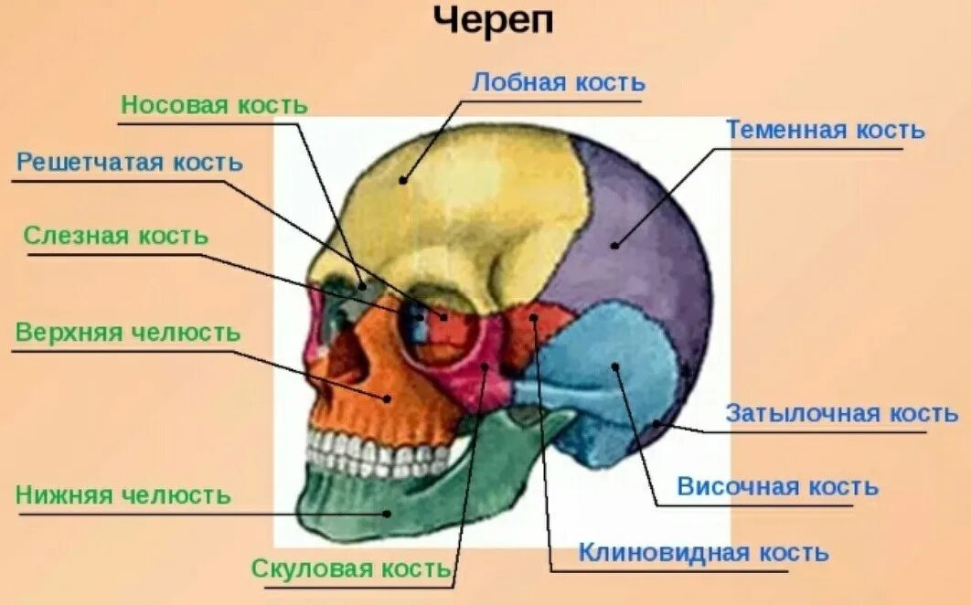 Лобно височное поражение. Решетчатая кость. Теменная часть. Анатомия головы обезьяны. Где находится теменная кость.