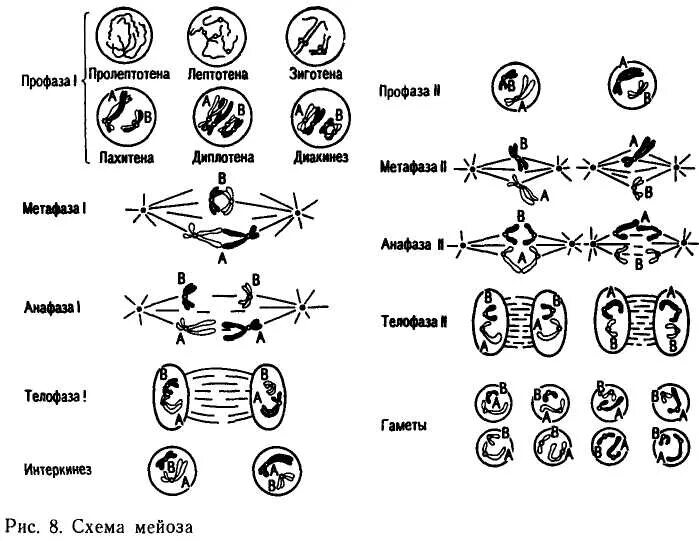 Лептотена. Мейоз 1 лептотена зиготена пахитена. Схема мейоза 2 пар хромосом. Мейоз схема. Фазы мейоза.