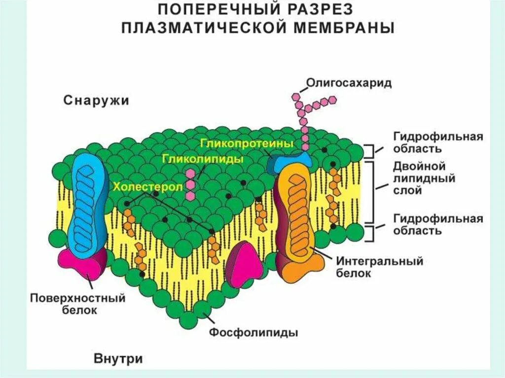 Строение плазматической мембраны клетки. Схема строения плазматической мембраны. Схематическое строение плазматической мембраны. Плазматической мембрана структура,строение и функции.