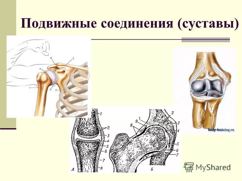 Подвижное соединение суставов