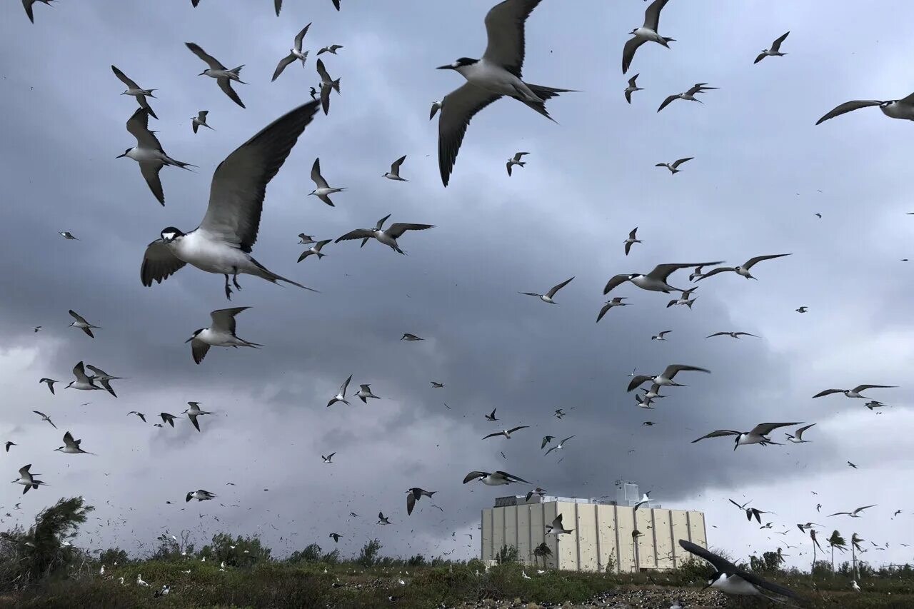 Birds killing. Атолл Джонстон--схватки хищных птиц. Атолл Джонстон--животный мир. Flock of Fish.