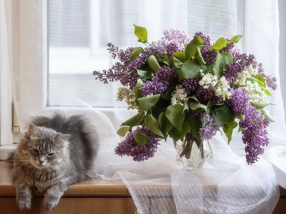 Кошки сиренью. Букет сирени. Кот и сирень. Коты и сирень. Котенок в сирени.