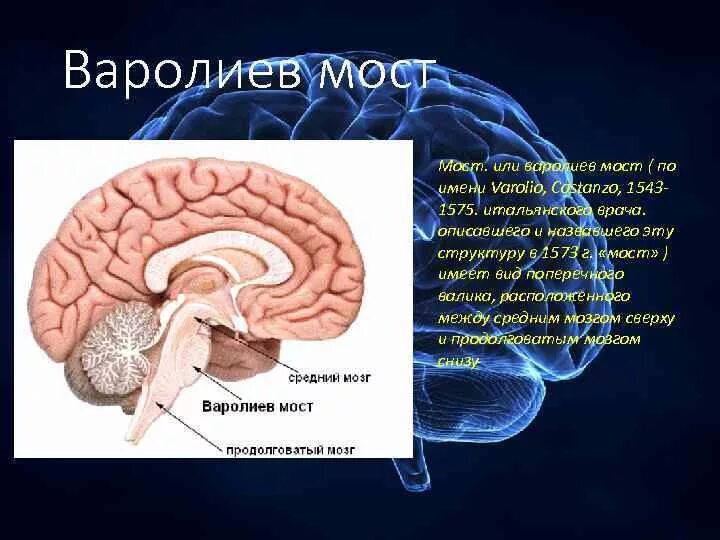 Головной мозг варолиев мост. Констанзо варолий. Варолиева моста. Отделы мозга варолиев мост.