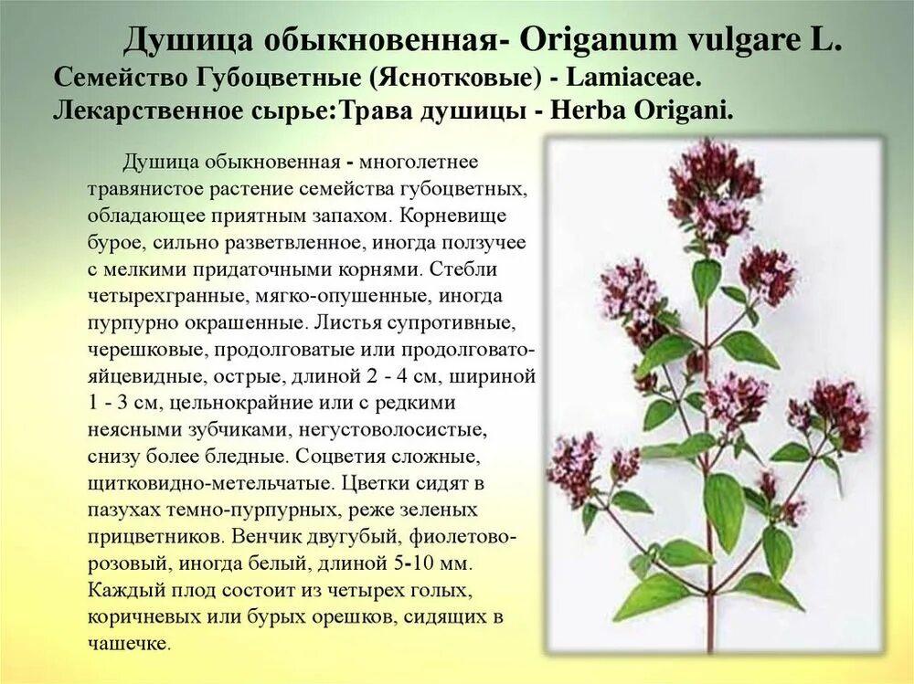 Чабрец польза и вред для женщин. Душица обыкновенная (орегано). Трава душица материнка. Ориганум душица обыкновенная. Душица обыкновенная (Origanum vulgare).
