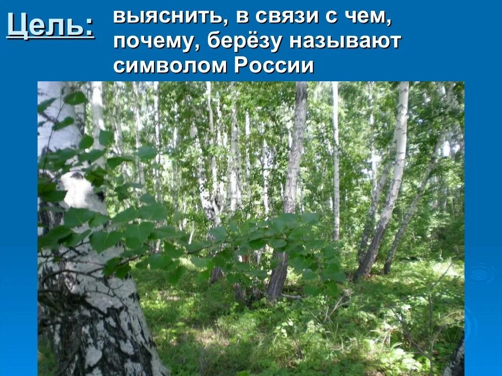 Береза символ россии презентация. Береза символ России. Почему березу называют символом России. Почему березу назвали березой. Почему берёза символ России.