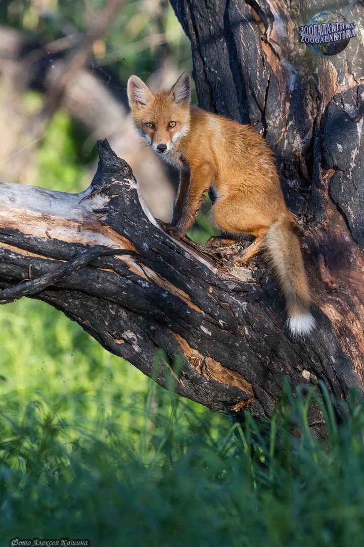 Брачный период лисов. Обыкновенная лисица (Vulpes Vulpes). Обычная лиса. Лисица Астраханского заповедника. Лиса летом в лесу.