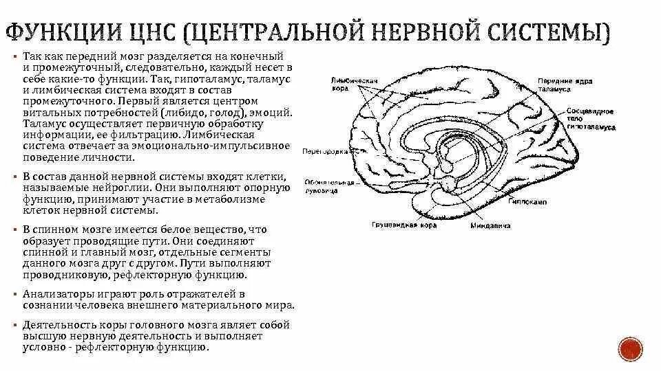 Лимбическая система функции ЦНС. Строение и функции центральной нервной системы. Функции переднего мозга человека. Функции отделов ЦНС. Функции центрального отдела нервной системы