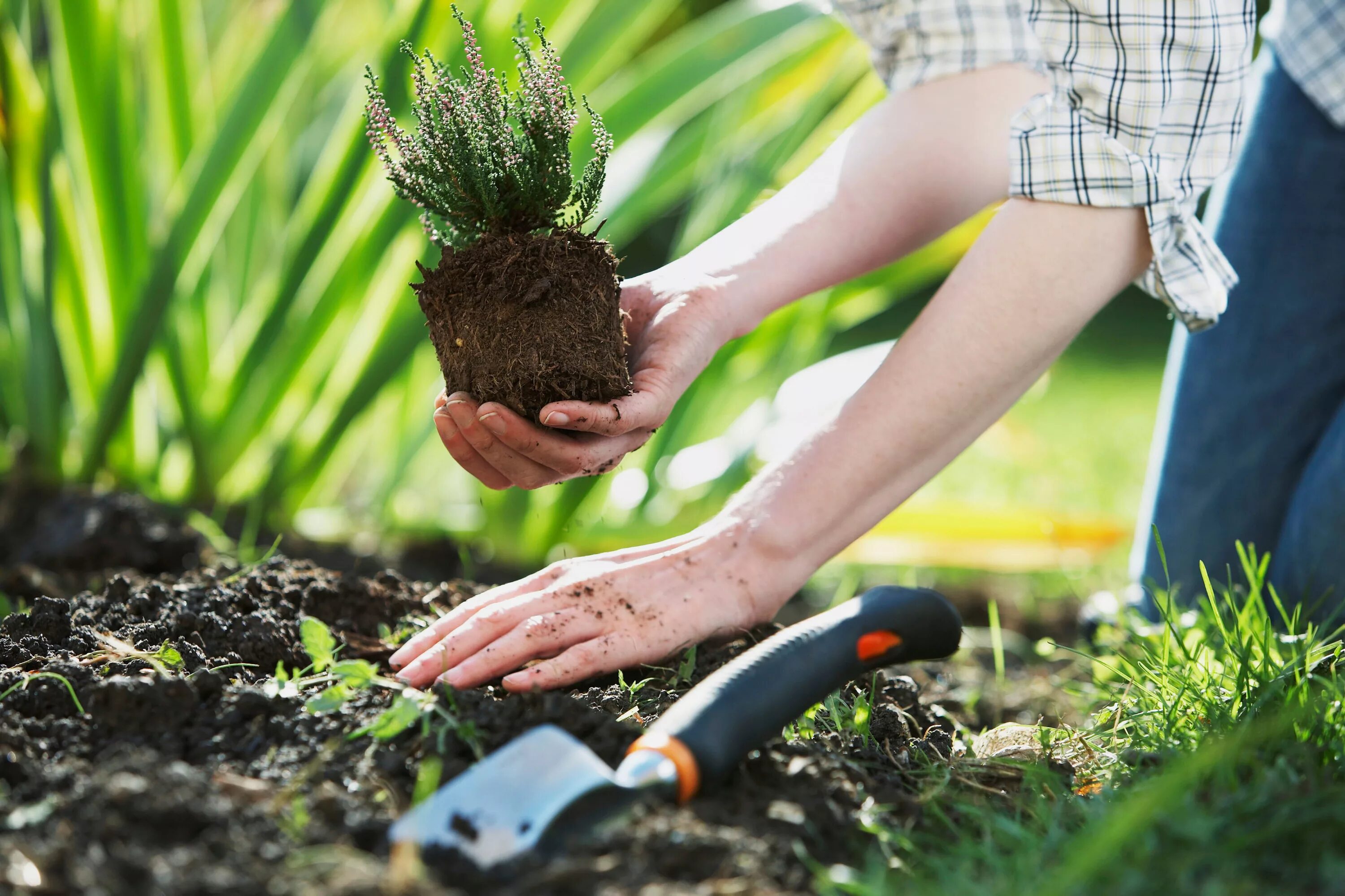 Посадка растений. Высадка растений в саду. Сажать цветы. Сажание растений. The gardener planted some