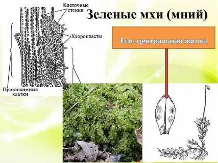 Клетки листа мха