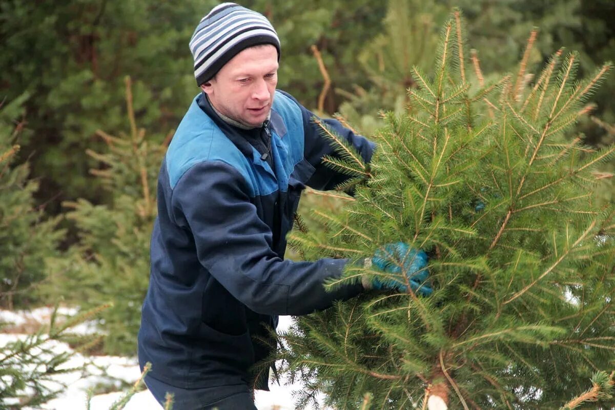 Рубка елок. Елка в лесничестве. Посадка елок в лесу. Елка из лесничества. Рубить елку